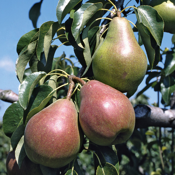 Birne Vereinsdechantsbirne.jpg